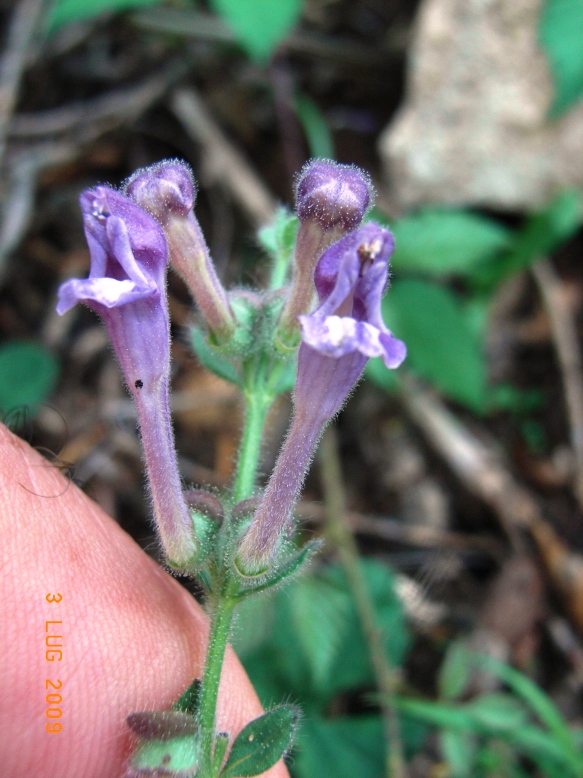 Scutellaria columnae